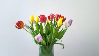 郁金香适合在室内养吗 室内最旺宅的植物排名