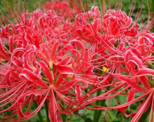 石蒜怎么养才能开花