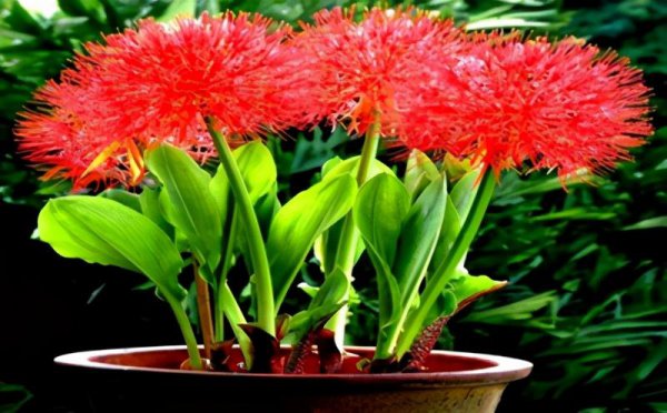 石蒜怎么养才能开花