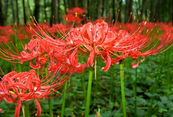 石蒜怎么养才能开花