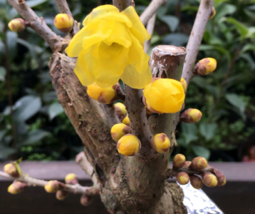 腊梅花盆景养殖方法 盆景腊梅的养护小妙招