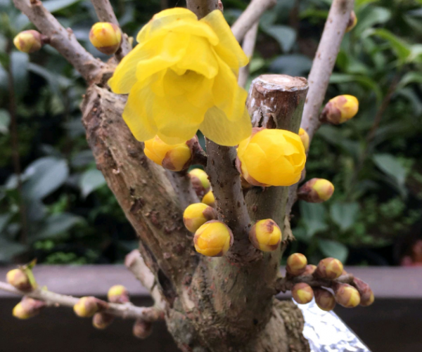 腊梅花盆景养殖方法