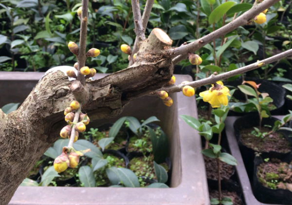 腊梅花盆景养殖方法