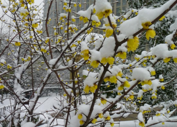 腊梅花盆景养殖方法