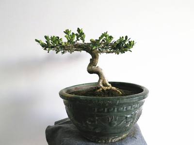 瓜子黄杨盆景如何养护