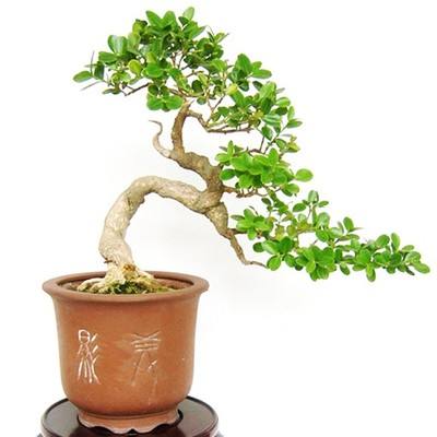瓜子黄杨盆景如何养护