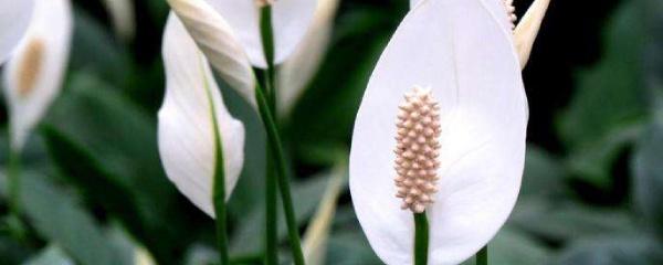 白掌怎么养才能开花