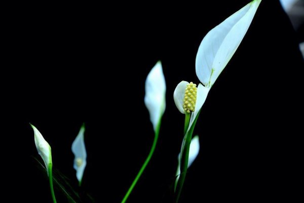 白掌怎么养才能开花