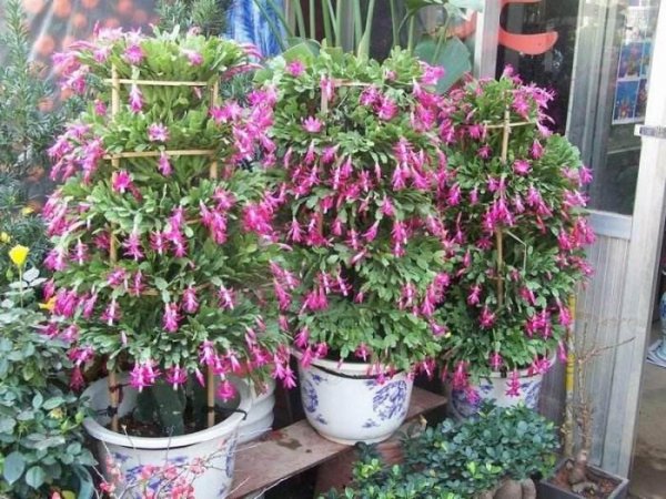 蟹爪兰夏天怎样养
