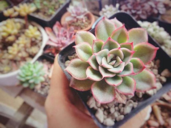 多肉植物怎么繁殖