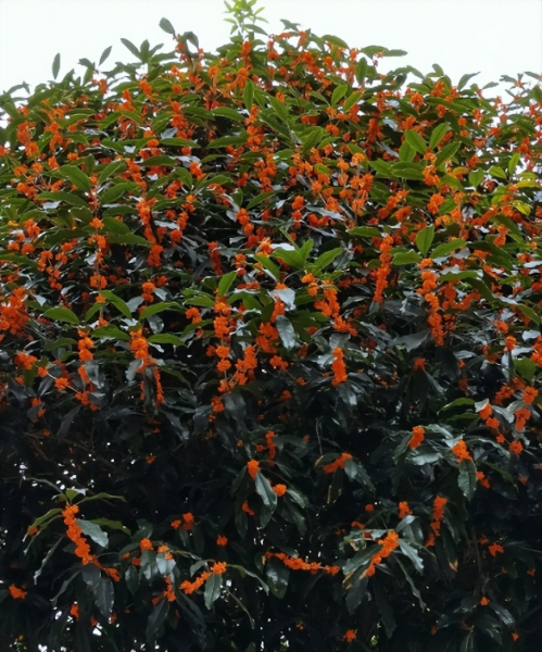 富贵满堂花怎么养才能开花