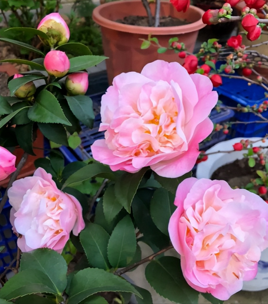 富贵满堂花怎么养才能开花