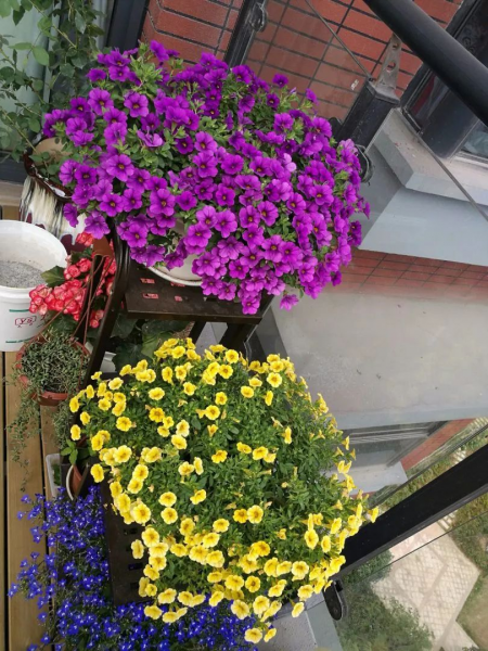 富贵满堂花怎么养才能开花