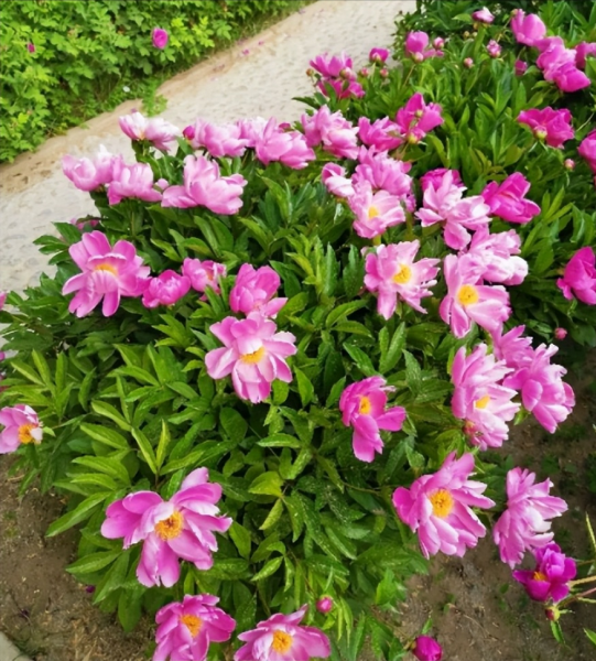 富贵满堂花怎么养才能开花