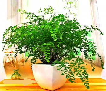 好养的花有哪些 新手适合养的6种花