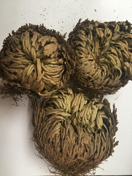 好养的花有哪些