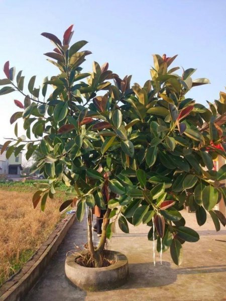 好养的花有哪些