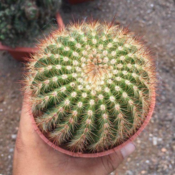 好养的花有哪些