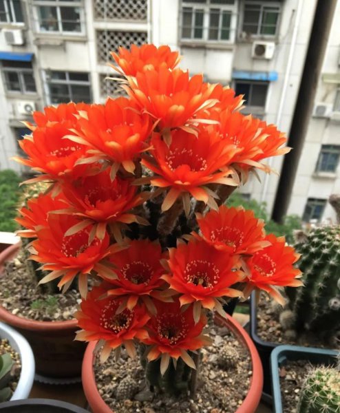 好养的花有哪些