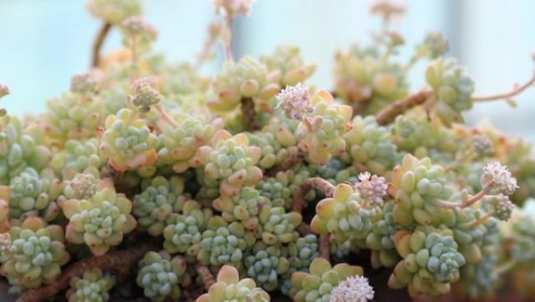 多肉用什么土壤种植最好