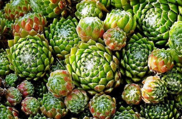 多肉用什么土壤种植最好