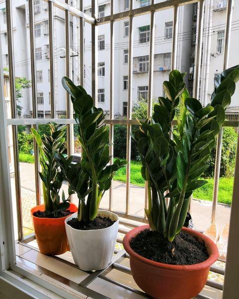 盆景金钱树的养殖方法