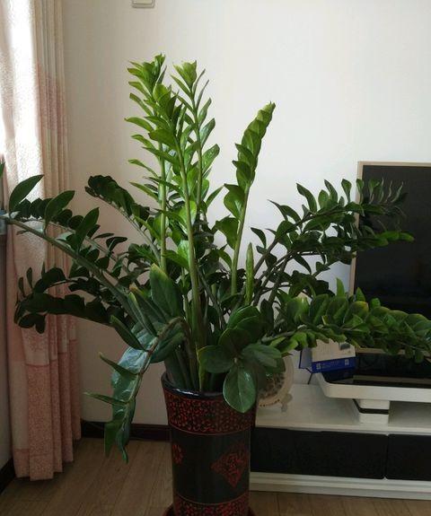 盆景金钱树的养殖方法