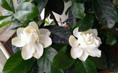 栀子花怎么修剪才能开花 教你两种正确修剪方法