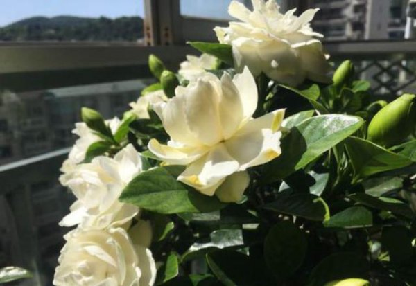 栀子花怎么修剪才能开花
