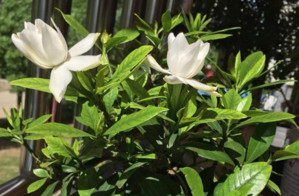 栀子花怎么修剪才能开花