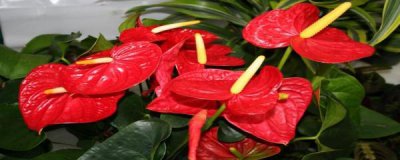 红掌花怎么养才会茂盛 红掌开花的养护要点