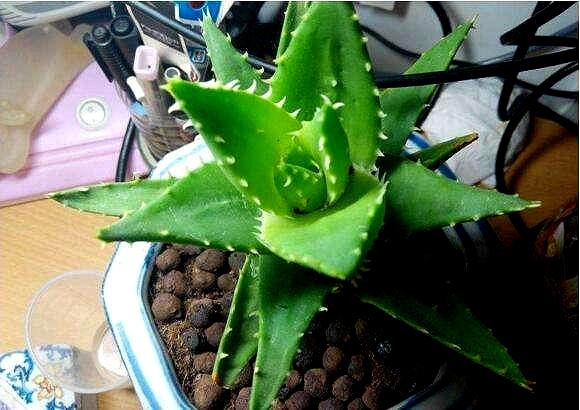 啤酒可以直接浇花吗