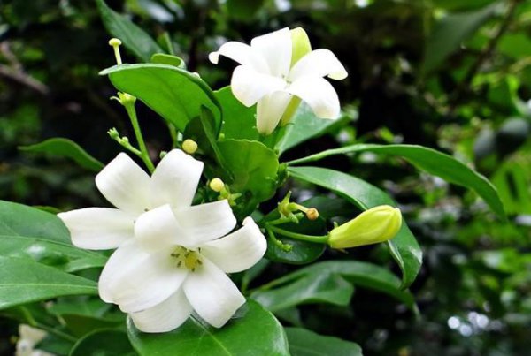九里香不开花是什么原因