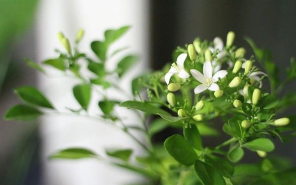 九里香不开花是什么原因