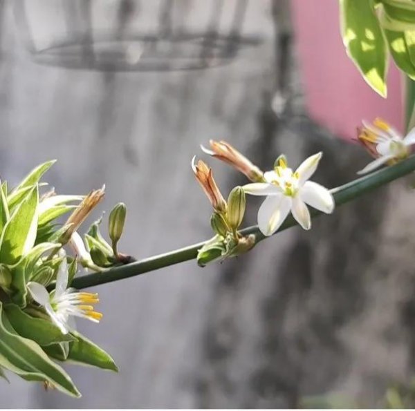 金边吊兰开花有什么兆头