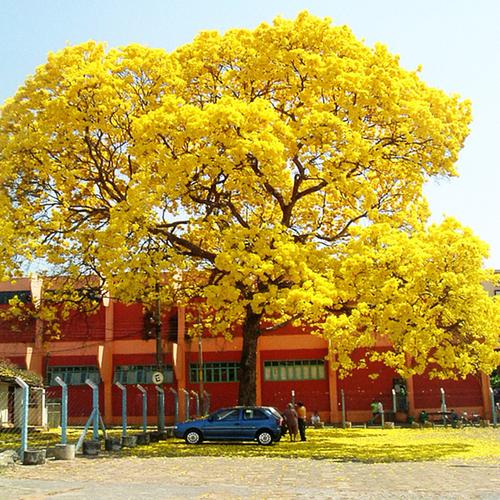 黄花风铃木几月份开花