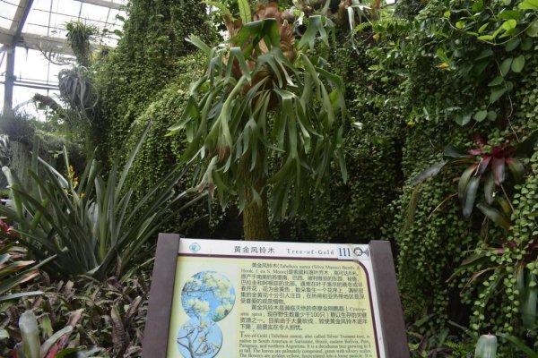 黄花风铃木几月份开花