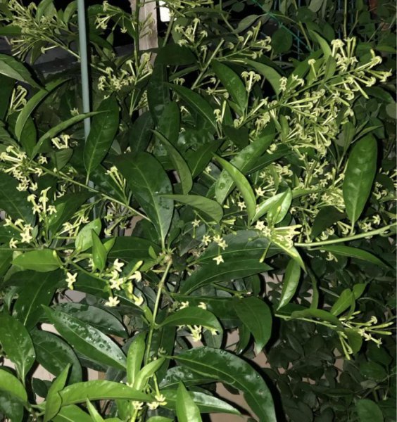 晚上开的花都有什么花几点开