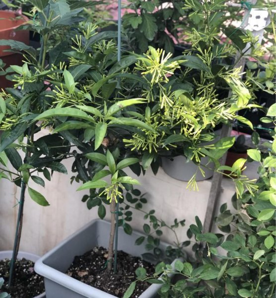 晚上开的花都有什么花几点开