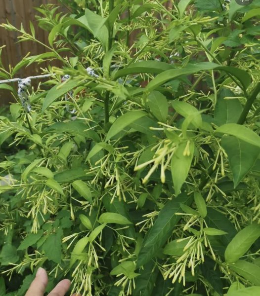 晚上开的花都有什么花几点开