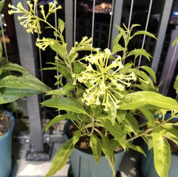 晚上开的花都有什么花几点开