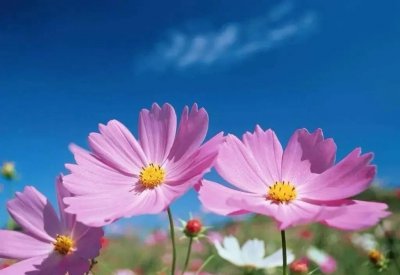 草花品种有哪些 四季常青又耐寒的草坪品种介绍