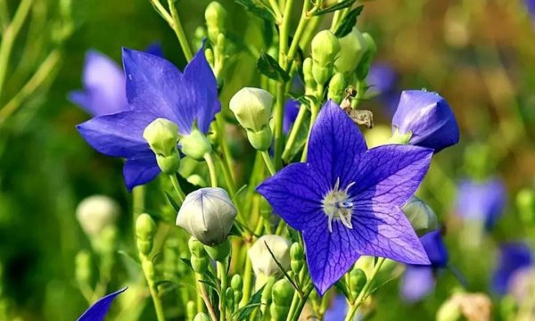 草花品种有哪些