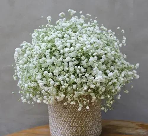 草花品种有哪些