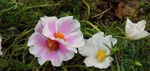 草花品种有哪些