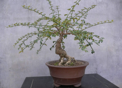 迎春花别名有哪些 最好的小叶迎春品种