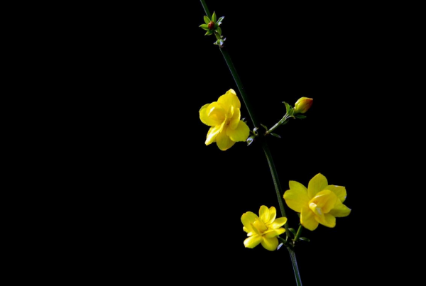 迎春花别名有哪些