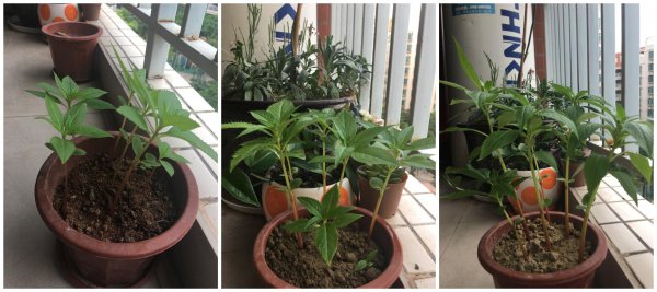 凤仙花长什么样子