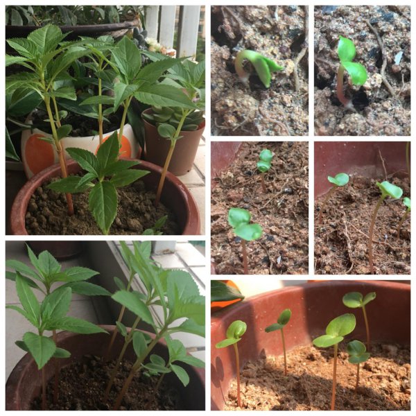 凤仙花长什么样子