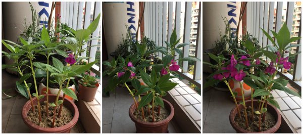 凤仙花长什么样子